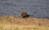 TANZANIA - Ngorongoro Crater - 44